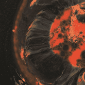 THE COMET IS COMING Death To The Planet