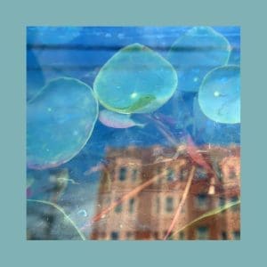 THE REDS, PINKS AND PURPLES Acknowlege Kindness CD